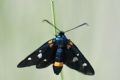 Zygaena ephialtes